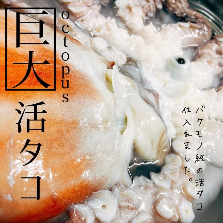 巨大活タコ入荷🐙@北海道/札幌/居酒屋/個室/海鮮/焼鳥/喫煙可/人気/おすすめ